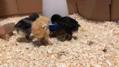 Chickens help students learn responsibility